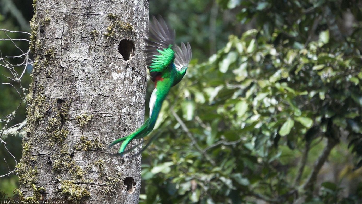 parque-de-los-quetzales