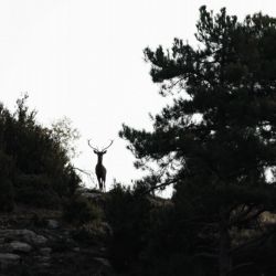 La berrea en Cuenca