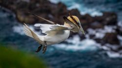 Impresionante alcatraz con una pluma en el pico volando