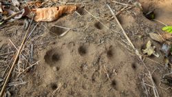 Las terribles trampas de las hormigas león