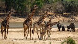 De ríos, pájaros, elefantes y jirafas, sólo puede ser un safari