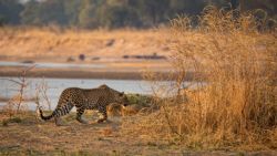 Fotografía: Guau, cómo se agacha el leopardo acechando su presa