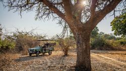 Increible poder estar bajo un árbol donde el leopardo vigila sus presas y descansa