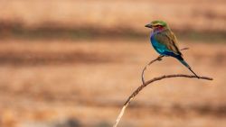 Fotografía: La colorida carraca