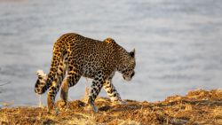 Leopardo recorriendo su perímetro