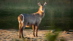 Nos pilló el waterbuck o cubo de agua