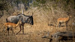 Ñú e impala, amiguitos en la sabana