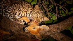 Qué decir del leopardo con su presa recién cazada sobre un árbol