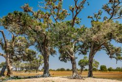 Stork colony, un clásico donde encontrar acción en South Luangwa