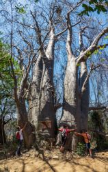 Abrazando árboles baobab y sintiendo su fuerza