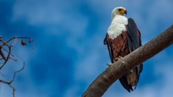 Imponente el águila pescadora africana