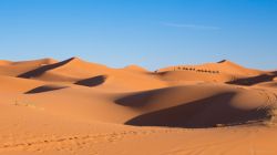 Camellos en el desierto