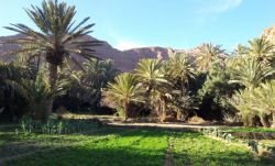 Palmeral en un oasis con montañas al fondo  