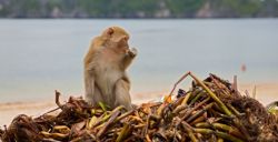 Los monos de halong son peligrosos aunque no lo parezca