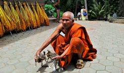 Monje budista con unos gatitos