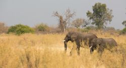 Elefantes en Chobe