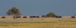 Hileras de búfalos en Chobe