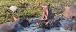 Hipopótamos en Chobe