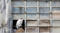 Uno de mil gatos en Estambul