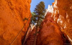 Bryce Canyon por dentro