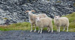 Fotografía: Las ovejas siempre de 3 en 3 en Islandia