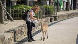 En Miyajima los ciervos campan a sus anchas