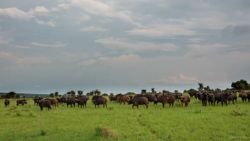 Manada de búfalos en las llanuras de Kidepo