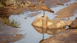 Pájaro martillo en el cauce de río en Kidepo