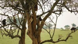Antílopes a medio comer en un árbol subidos por un leopardo