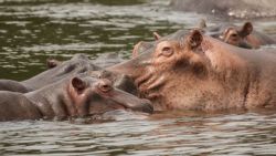 Hipopótamos en el río Nilo