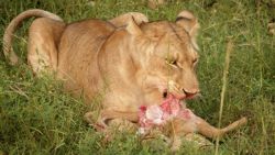 León joven comiendo un antílope recién cazado en Murchison, Uganda