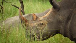 Rinoceronte en el santuario de Ziwa