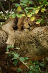 Espectacular león sobre árbol en Uganda