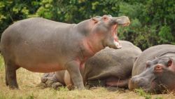 Parecen lentos pero los hipopótamos son rápidos y peligrosos