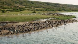 Pelícanos y cormoranes esperando la puesta de sol para salir