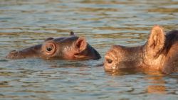 Sí, el hipopótamo tiene un chinche en la oreja
