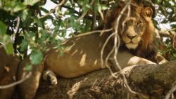Ver leones sobre árboles es algo impresionante en Uganda