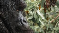 A veces los gorilas tienen más de humanos que los humanos