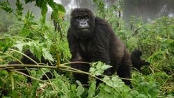 Se hace muy corta la hora viendo gorilas de montaña en Rwanda