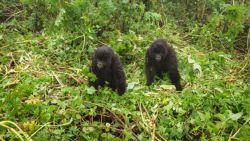 Fotografía: Dos pequeños gorilas empezando a jugar en Rwanda