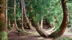También hay bosques misteriosos en Terceira