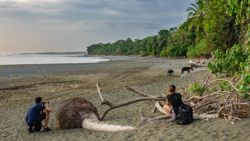 Fotografía: Así de cerca se ven los animales en Corcovado