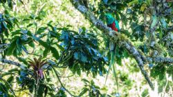 Fotografía: Fascinante el quetzal, siempre con ganas de ver más