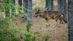 Fotografía: Lobo en el Hosquillo, Cuenca